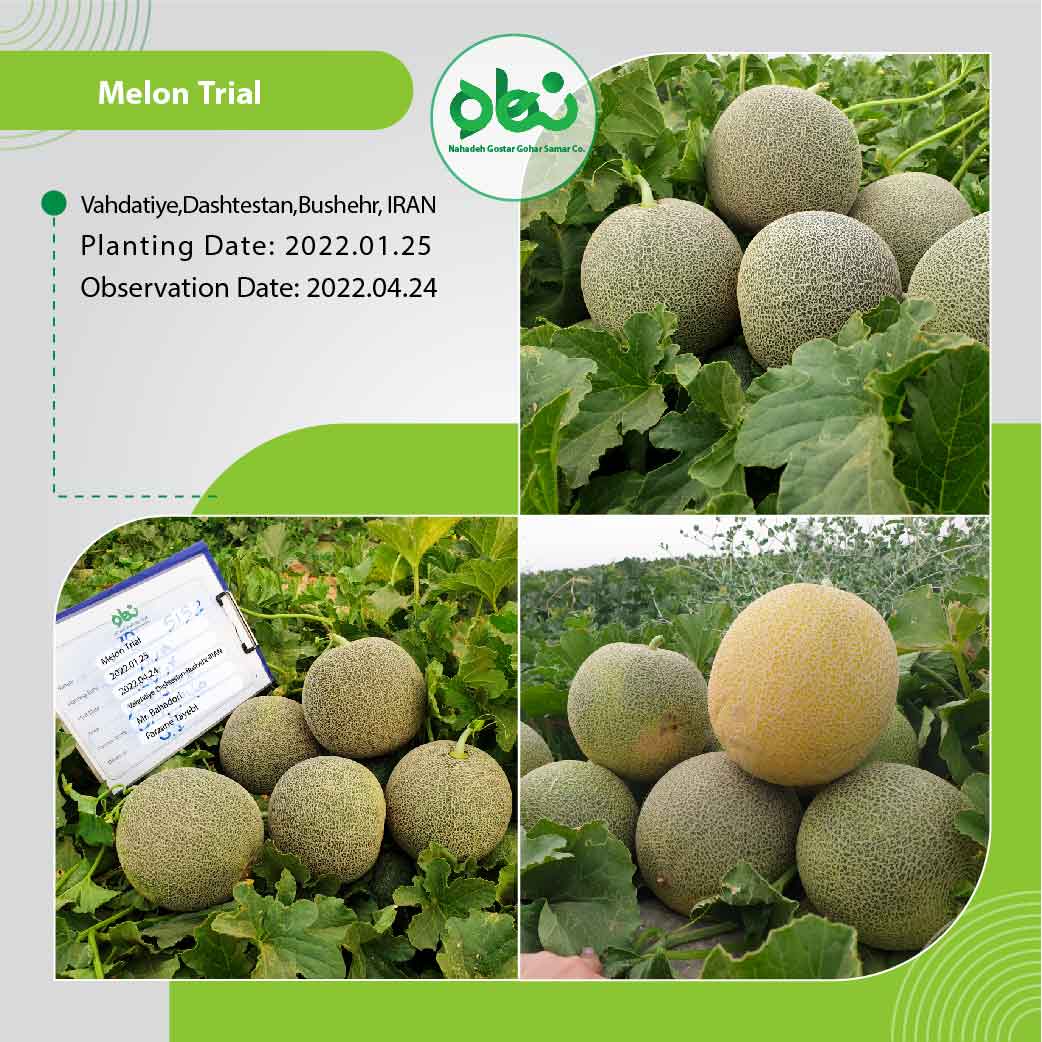 Melon Trial(2)